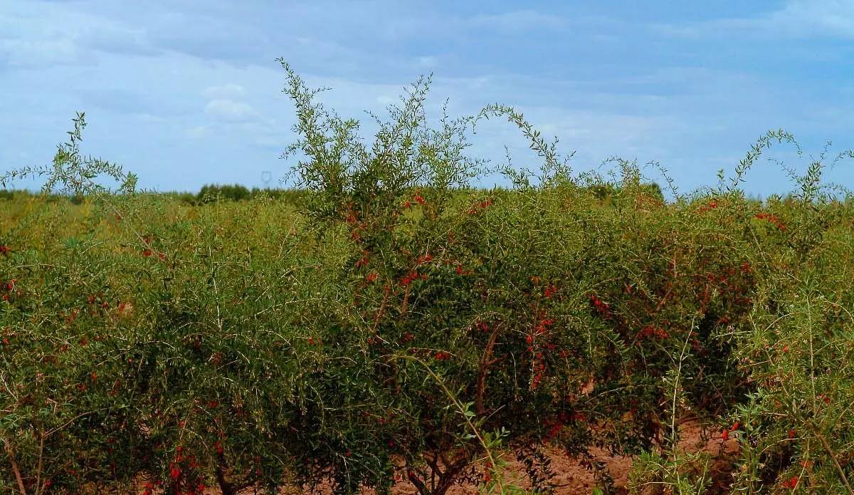 本草纲目中的枸杞,本草纲目枸杞篇