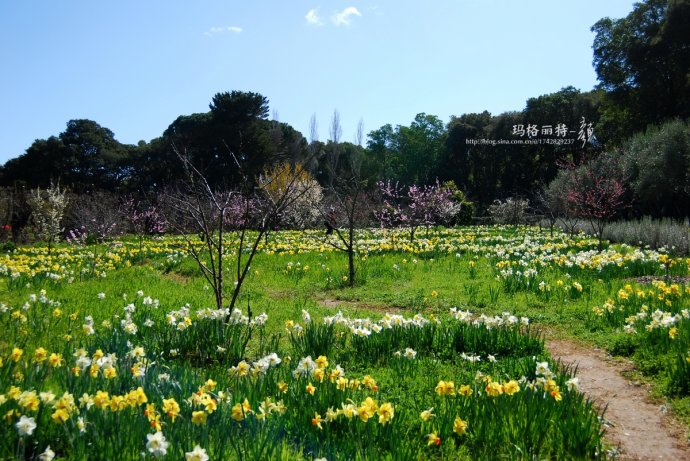 水仙花卉美图,植物水仙子图片