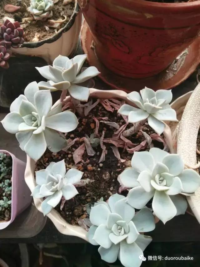 一入肉坑深似海，妈妈姥姥一起上！