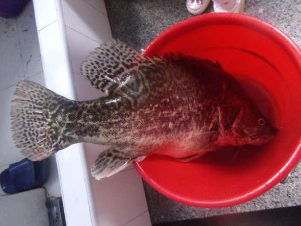 牛人自制钓鲢鱼饵,自制鱼竿钓七星鱼