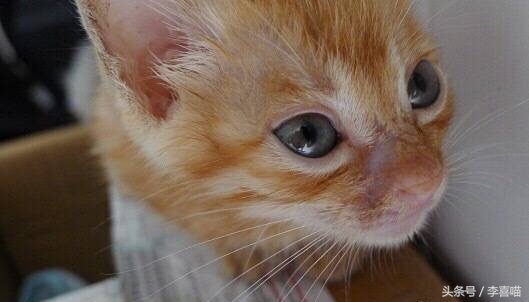 如果猫咪得了猫癣该怎么办,总有人问猫咪生病怎么回答