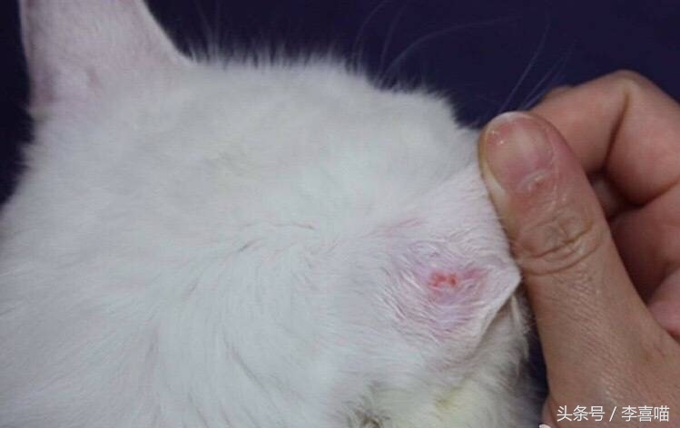 如果猫咪得了猫癣该怎么办,总有人问猫咪生病怎么回答