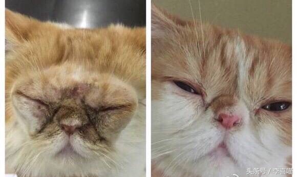 如果猫咪得了猫癣该怎么办,总有人问猫咪生病怎么回答