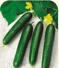 天天吃以色列黄瓜 (以色列黄瓜怎么吃)