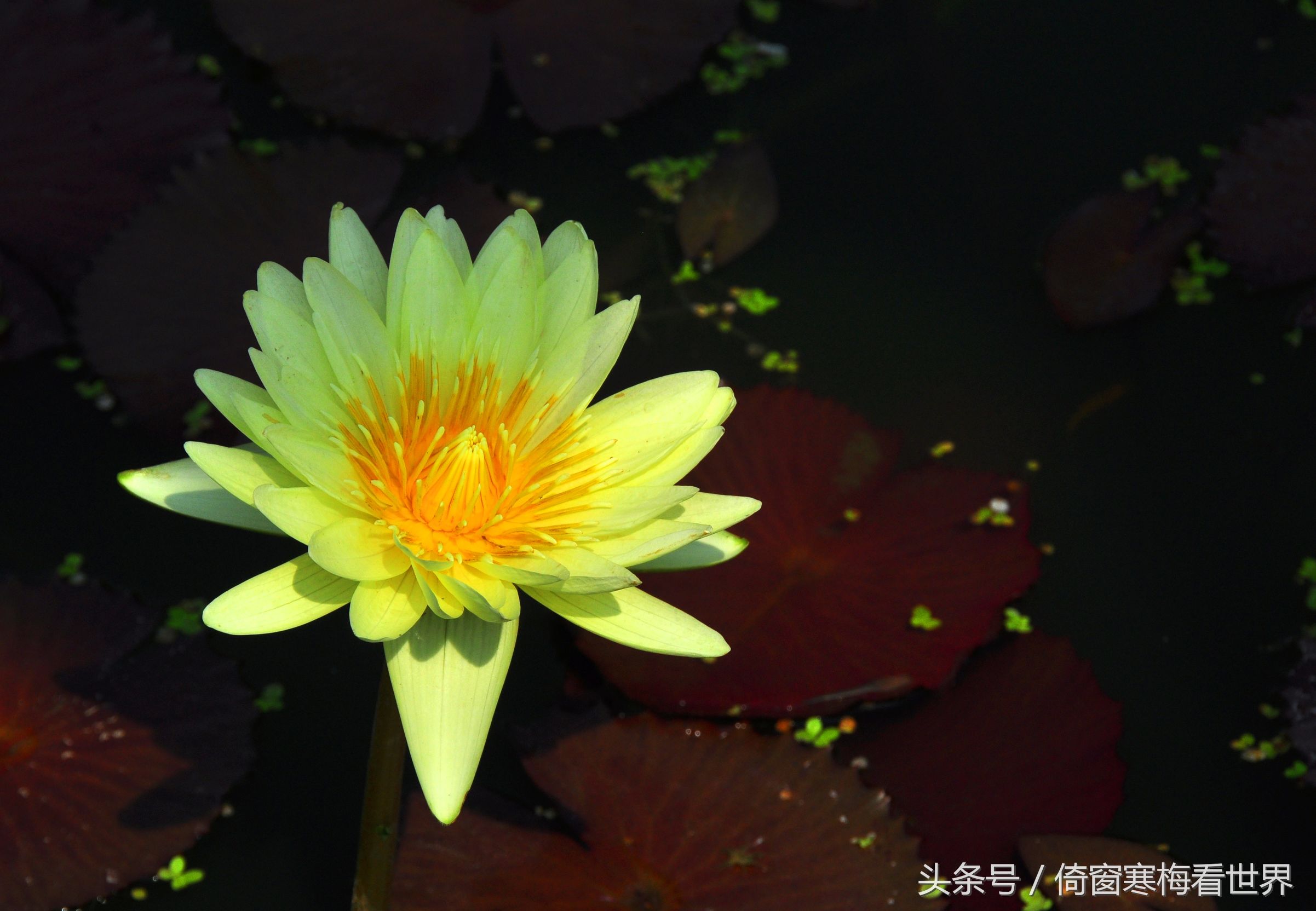 以莲花为名的景点,北京莲花池公园里有莲花亭吗
