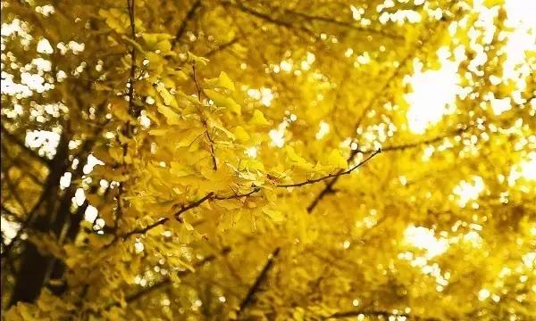 澶ц繛涓栦簨娌ф,澶ц繛鑺濇牴鑺濆簳