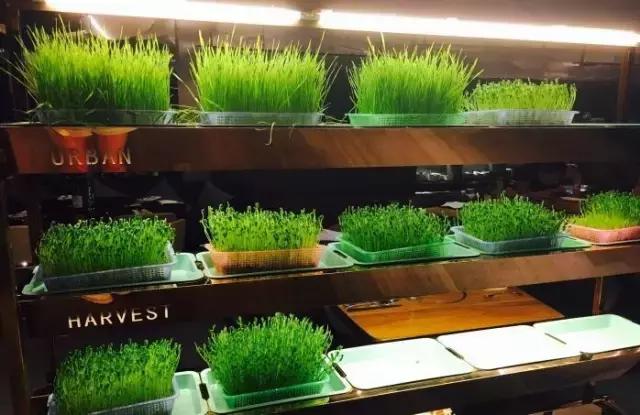 11大商场45家好吃餐厅,上海各大商场觅食指南,逛到哪吃到哪