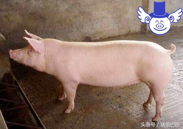 母猪全身发凉不吃食是怎么回事,母猪耳尖发硬什么病