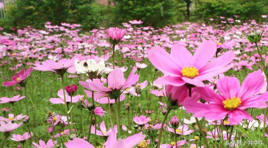 修习|道教绝对经典《抱朴子》,之一