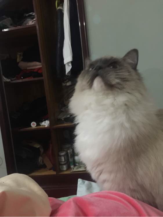 去宠物店给宠物猫洗澡要多久,给猫去宠物店洗澡多少钱一次