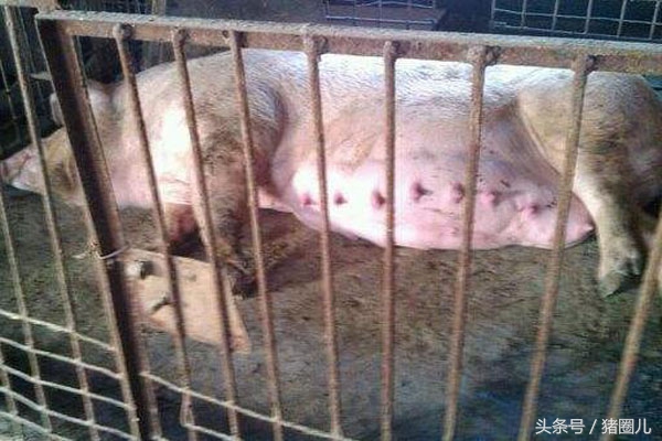 母猪分娩前做好哪些准备工作,母猪分娩前几天流粘液