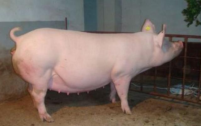 怎么样确定母猪怀上了,母猪怀上小猪怎么知道