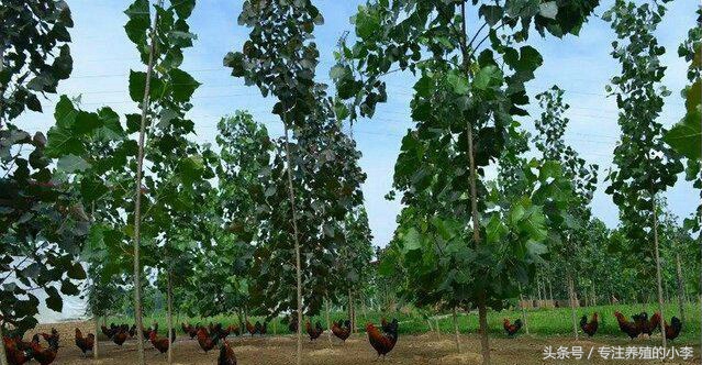 鸡瘟不可怕掌握以下5点,防止鸡瘟给鸡吃什么好