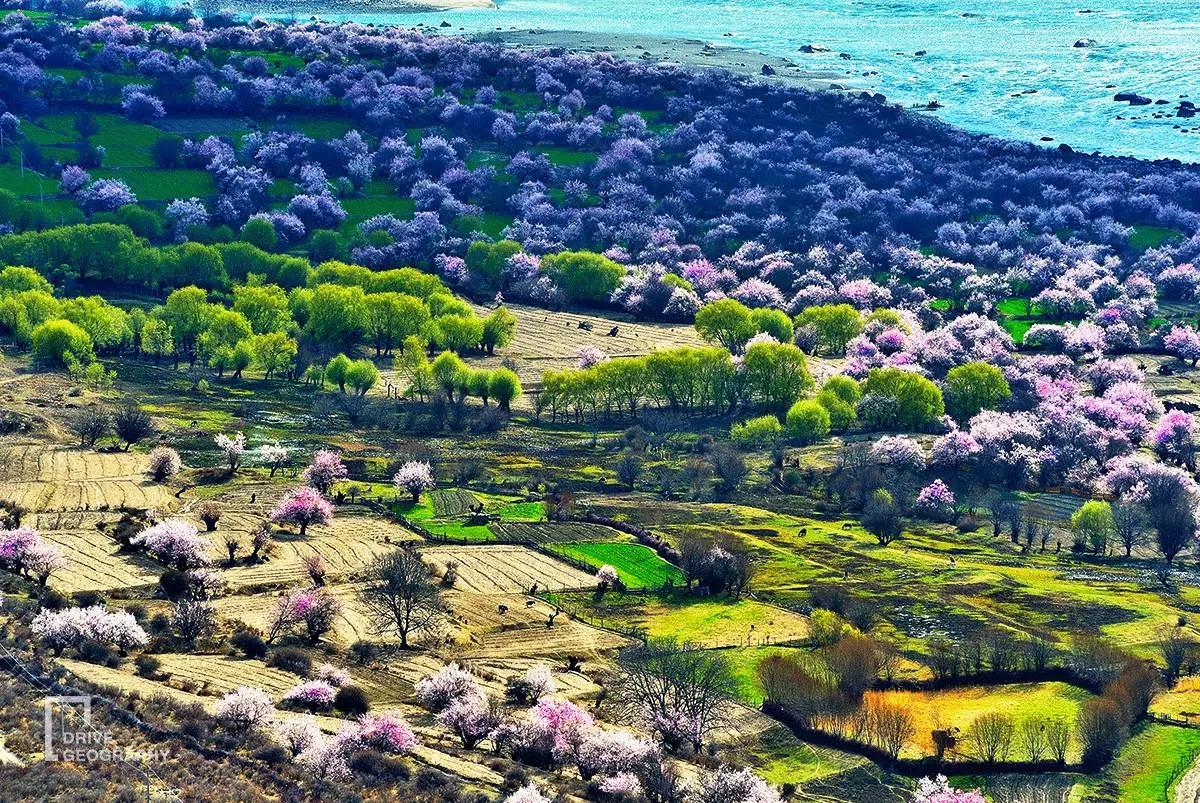 连联合国都赞不绝口的百里桃花,你真的不带她看一下吗?