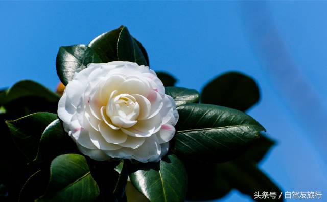 湖南赏花自驾游攻略,湖南旅游赏花攻略