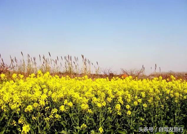 湖南赏花自驾游攻略,湖南旅游赏花攻略