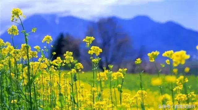 湖南赏花自驾游攻略,湖南旅游赏花攻略