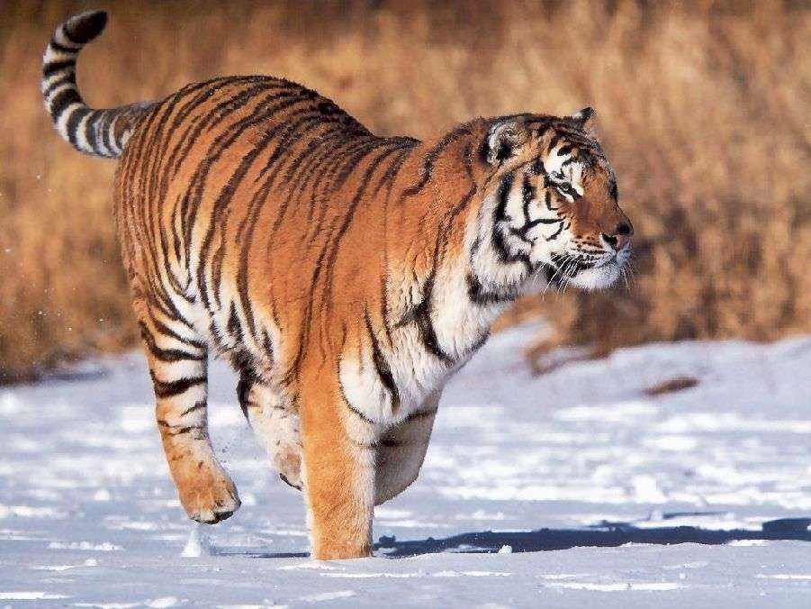 在野外遇到狮子怎么逃生,花豹遇到老虎后生还几率有多大呢