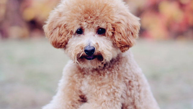 泰迪犬口臭怎样处理,泰迪犬口臭厉害怎么解决