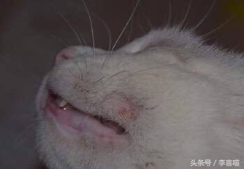 如果猫咪得了猫癣该怎么办,总有人问猫咪生病怎么回答