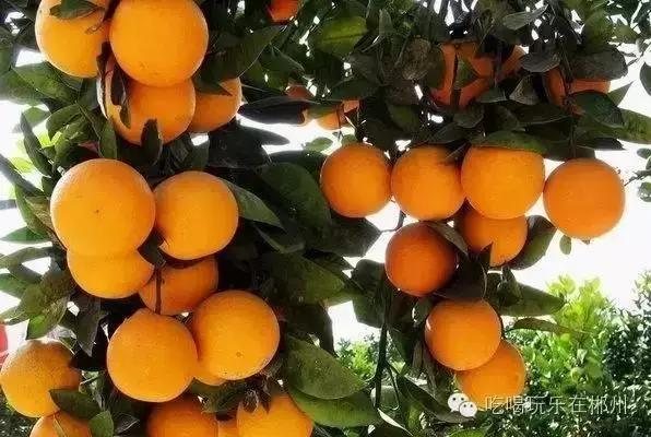 你是不是正宗郴州人？一句话就可以证明！