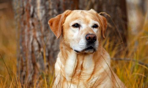 狗狗怎么解决乱拉屎的问题,三个月的狗狗大便成形但是有点烂