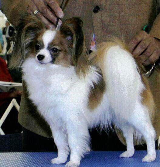 狗狗品种收集大全,收藏狗狗