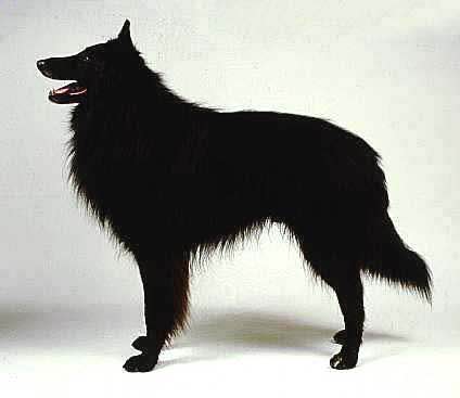 狗狗品种收集大全,收藏狗狗