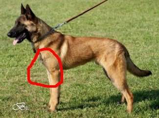 狗狗品种收集大全,收藏狗狗