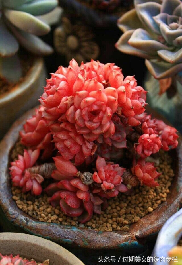 正宗颗粒土的配方,配方颗粒土