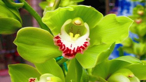 外交部蓝厅,外交部蓝厅在哪