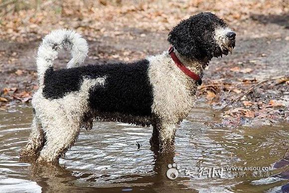 收藏狗狗的图片,收藏宠物集
