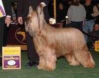 收藏狗狗的图片,收藏宠物集