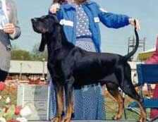 收藏狗狗的图片,收藏宠物集