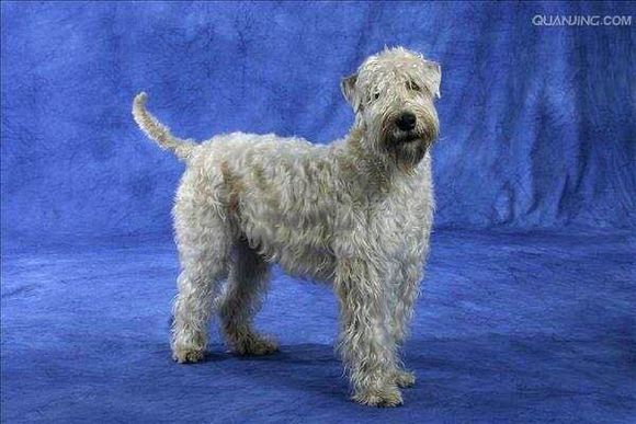 收藏狗狗的图片,收藏宠物集