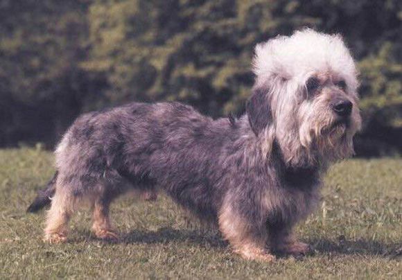 收藏狗狗的图片,收藏宠物集