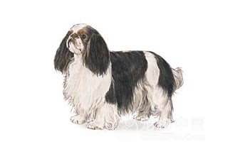 收藏狗狗的图片,收藏宠物集