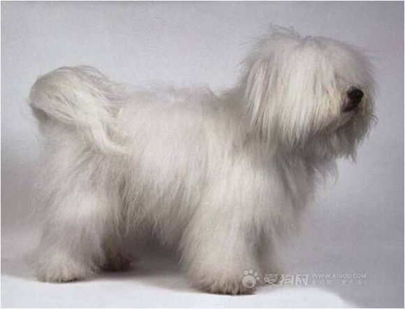 收藏狗狗的图片,收藏宠物集