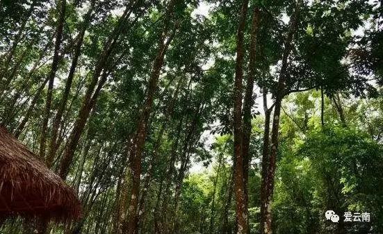 在美丽的西双版纳领略异域风情,美丽的西双版纳体验异国风情