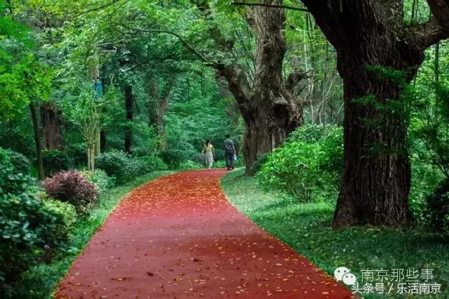 南京梅花赏花游记,好玩的摘草莓胜地打卡
