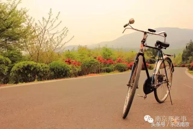 南京梅花赏花游记,好玩的摘草莓胜地打卡