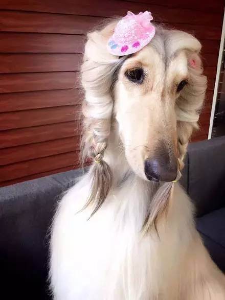 阿富汗猎犬为什么智商最低,阿富汗猎犬为什么智商低