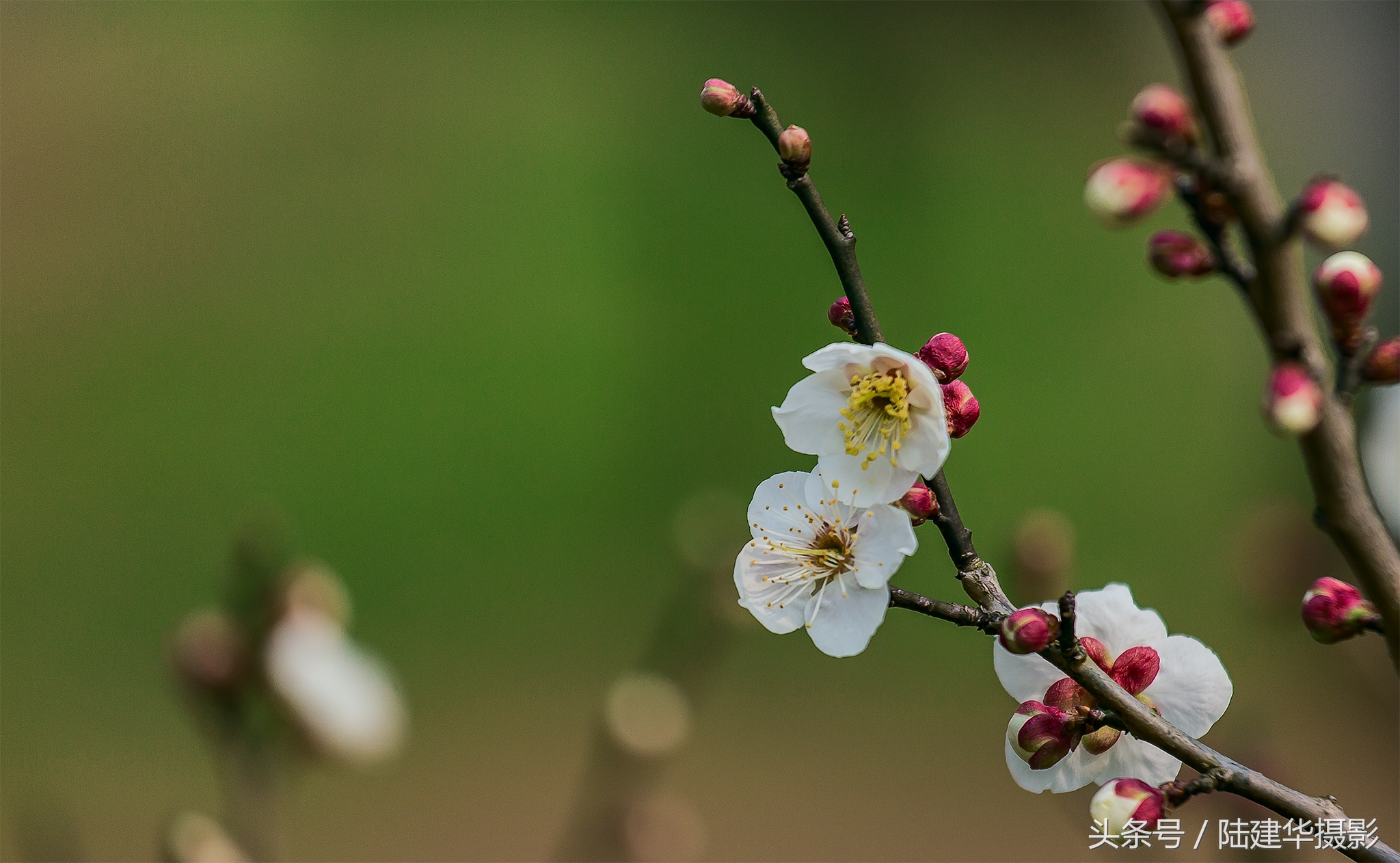 无锡梅园,春风十里不如你
