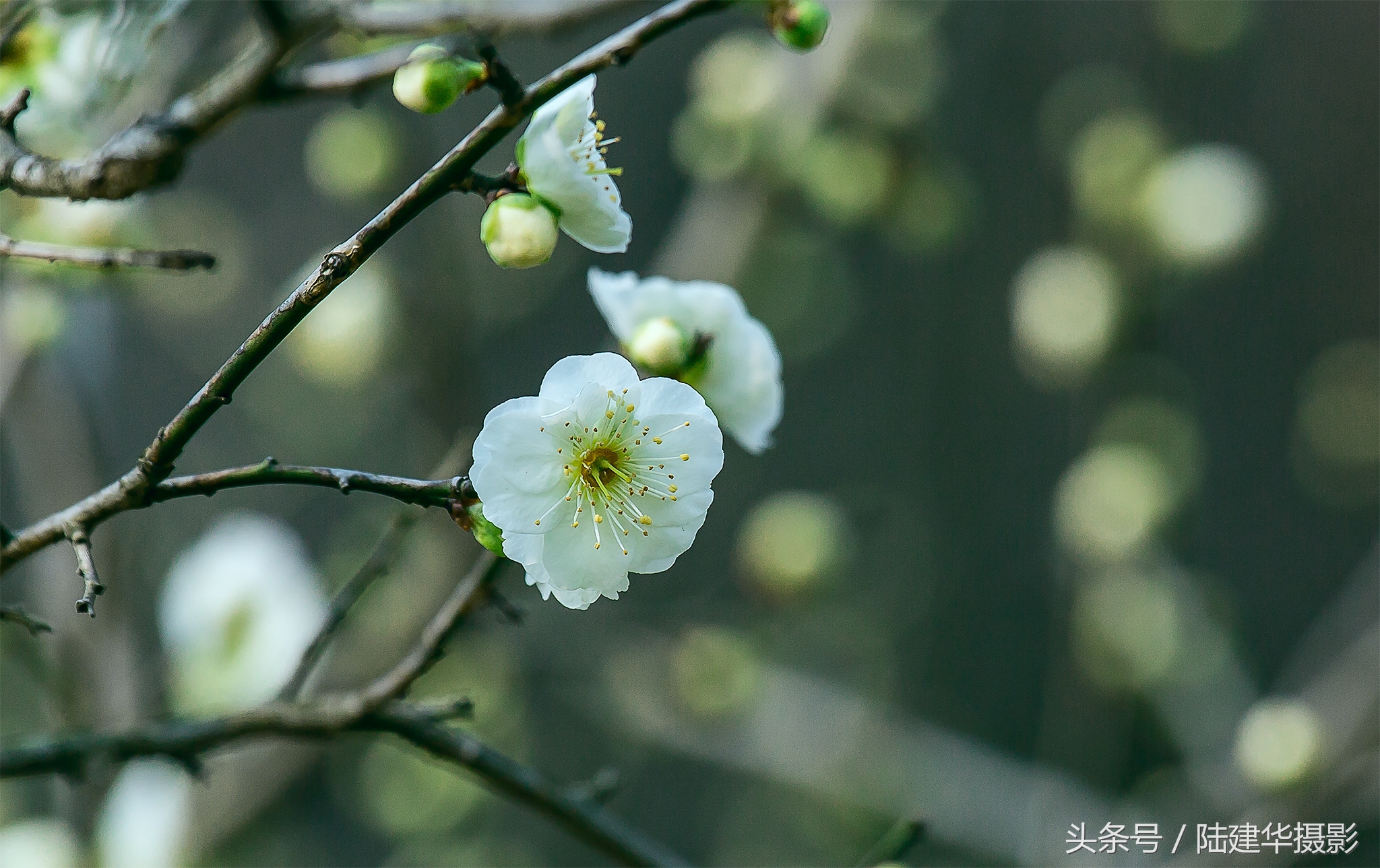 无锡梅园,春风十里不如你