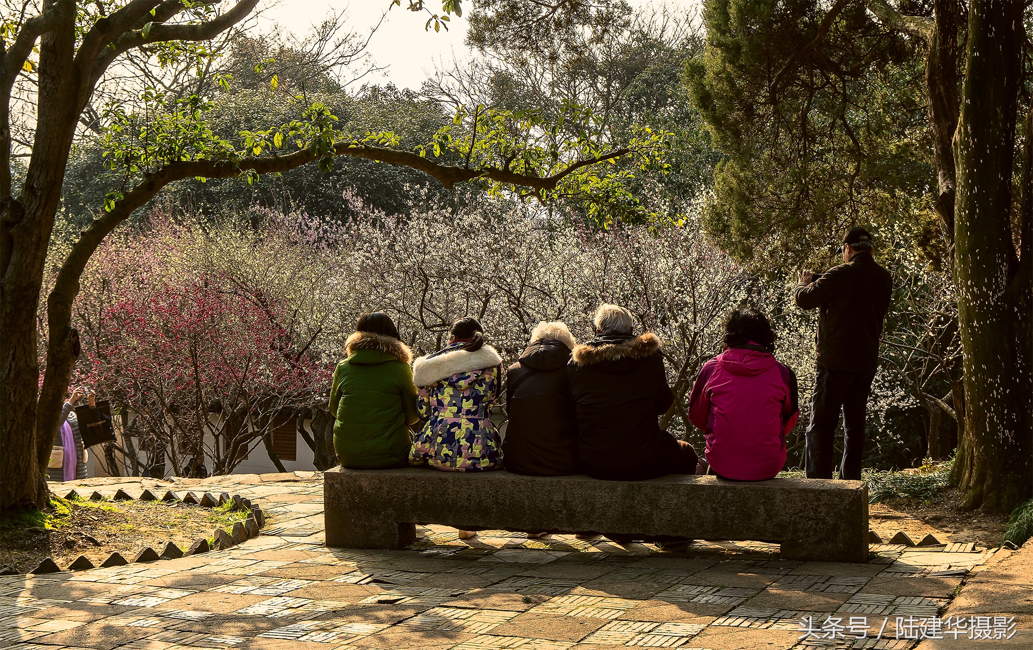 无锡梅园,春风十里不如你