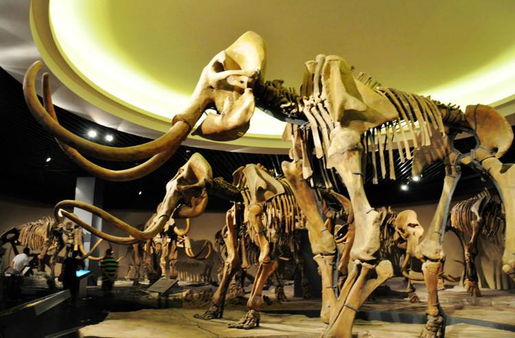 美国专家拟4至6年内复活猛犸象,科学家为何执着复活猛犸象