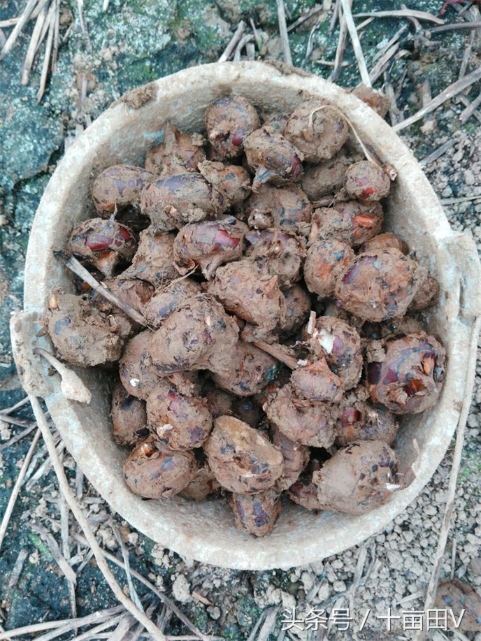 和荸荠口感相似的水生植物,荸荠农业种植