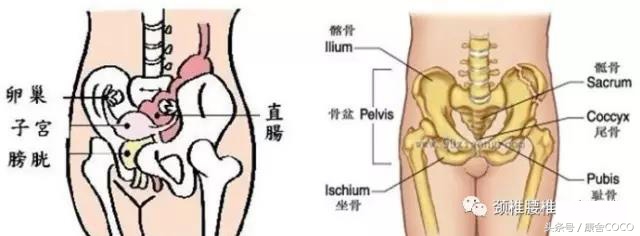 骨盘倾斜引起的妇科疾病！（产后骨盘复位是如此的重要）