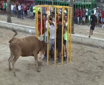 铲屎官半夜给猫咪抓鱼,和猫咪斗智斗勇铲屎官智商完胜