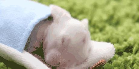 铲屎官半夜给猫咪抓鱼,和猫咪斗智斗勇铲屎官智商完胜